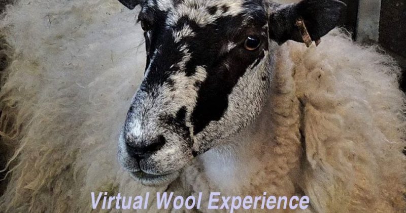 virtual wool experience